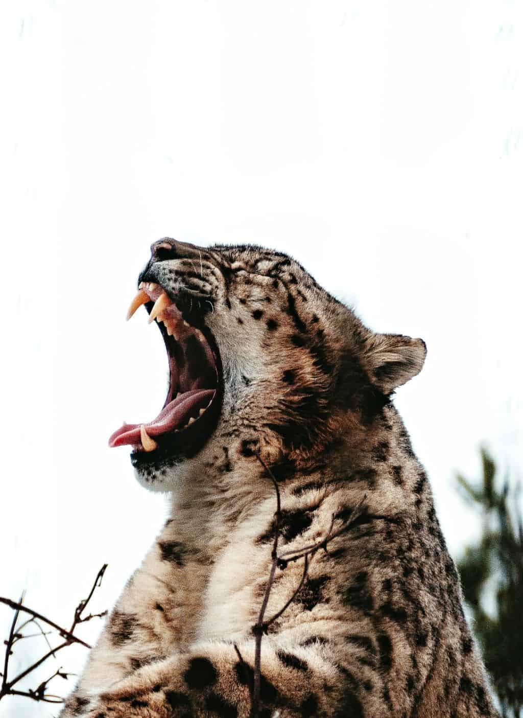 A leopard yawning