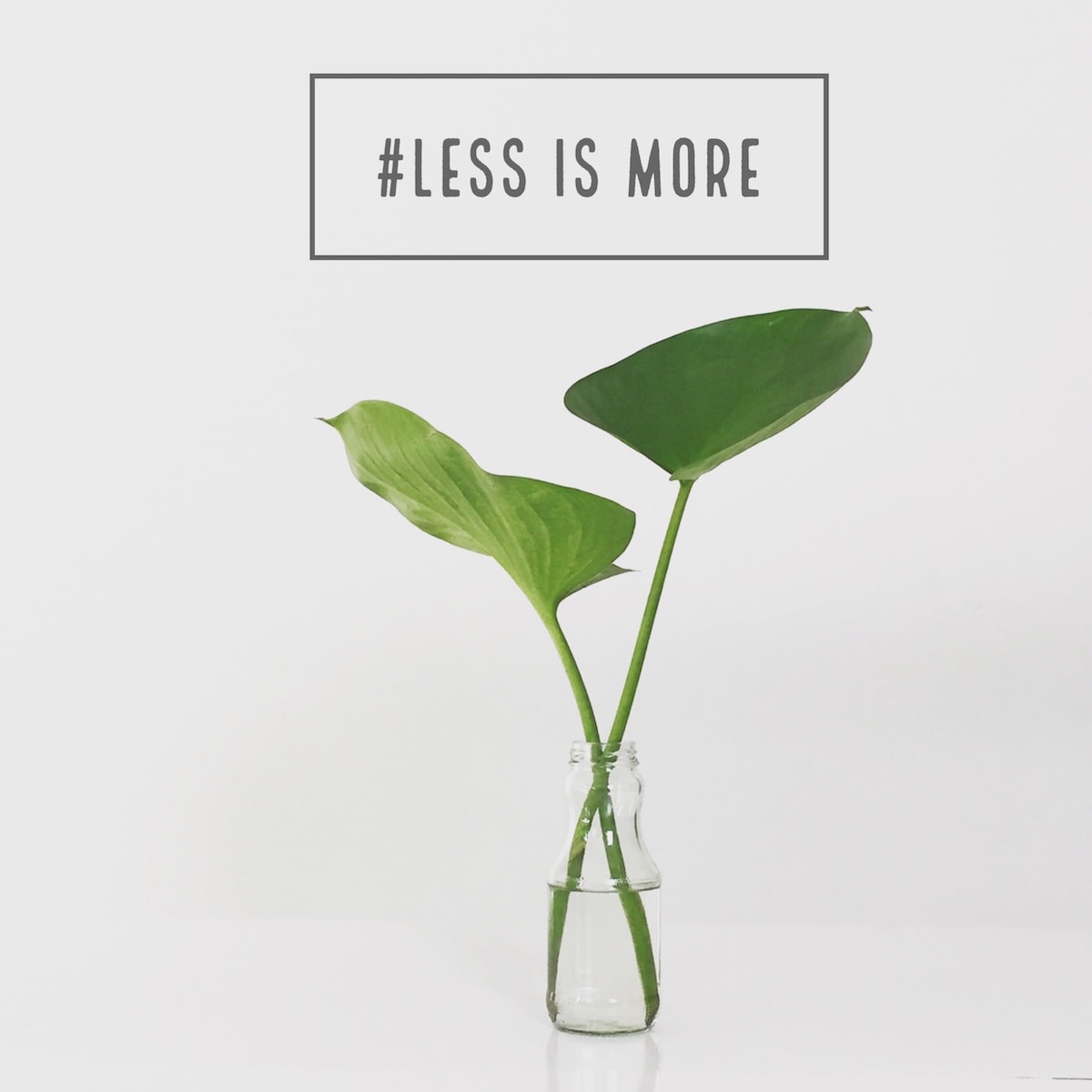 A minimalist plant with the phrase "less is more" behind it