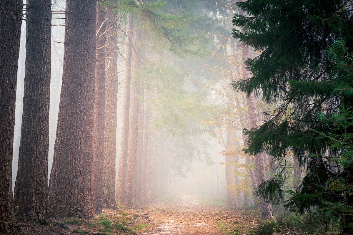 A beautiful misty forest, the perfect place to slow down outside in nature