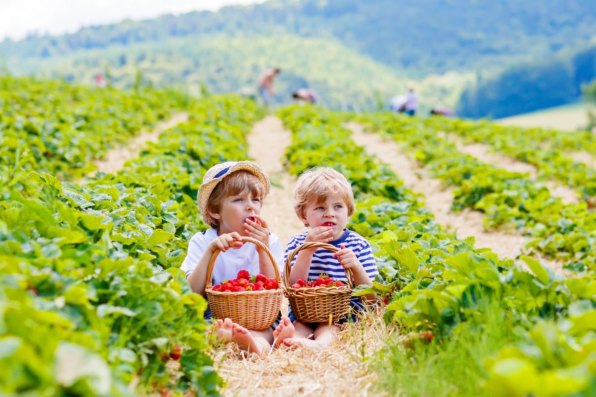 Two young children enjoying the best experience gift of picking berries in a field.