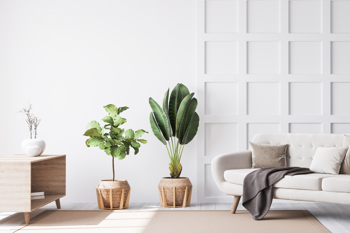 A beautiful minimalist home with white walls and plants that follows rules for decluttering to keep it tidy.